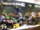 Chaos　Saltwater aquarium 0705