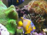 Chaos　Saltwater aquarium 0714