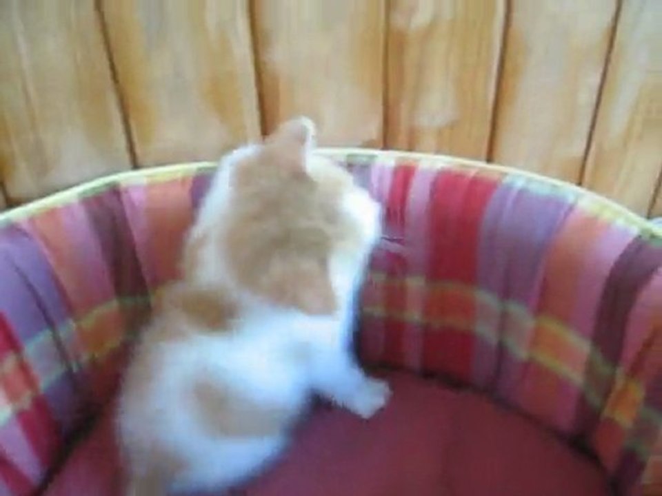 Crunch et Nuggets 019