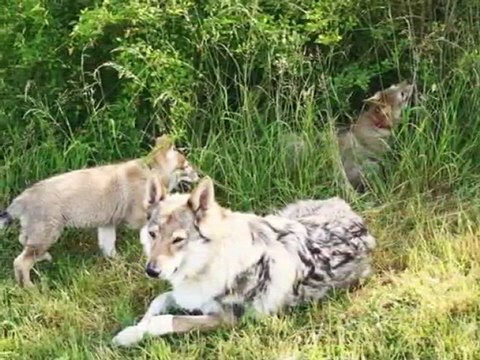 BB Indiana 2011 (7-8 semaines)_1