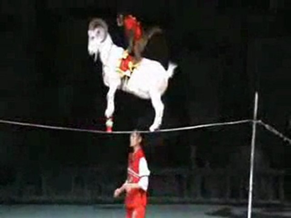 Show: Lama en équilibre