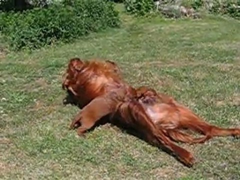 Première sortie des bébés