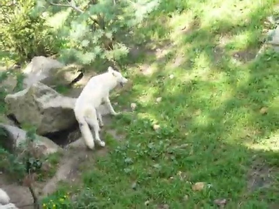 les loups