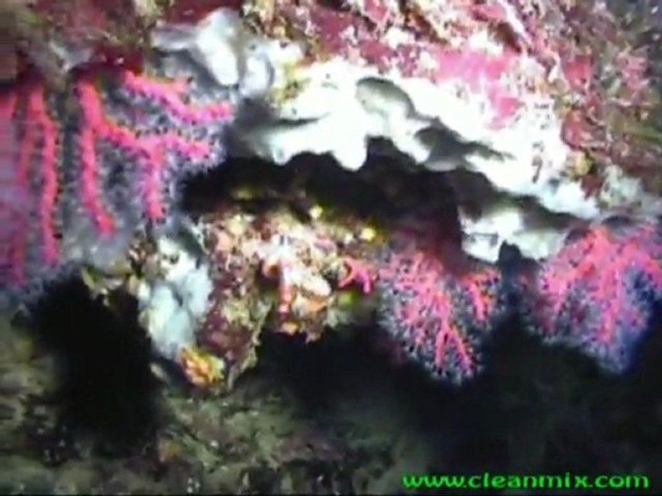 plongee dive buceo en corse by scubaprod