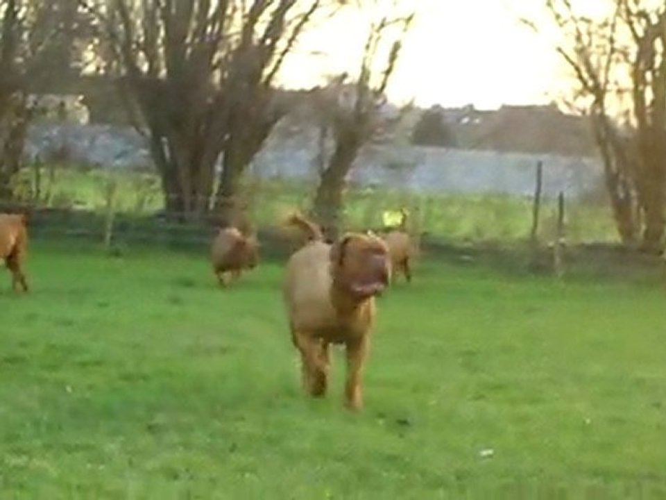 les chiens jouent dans le terrain