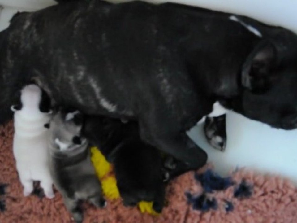 Bébés bouledogues français à 10 jours