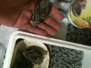 mis 3 jilgueros a palillo