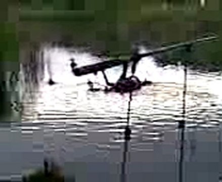 Anne ordek ve yavrulari