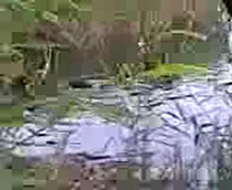 Video003