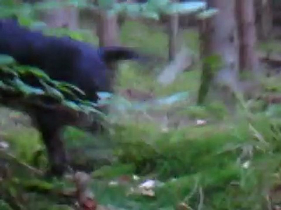 * * *  LES AVENTURES DE VARGAS AVEC MOI ET MA NIÈCE  * * *