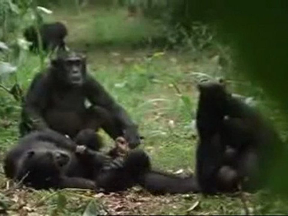 Cichlidés des grands lacs africains