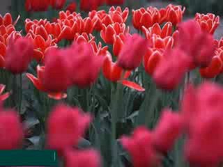 Ömer Karaoğlu - Hasret Kafesindeki Düşüncelerim !