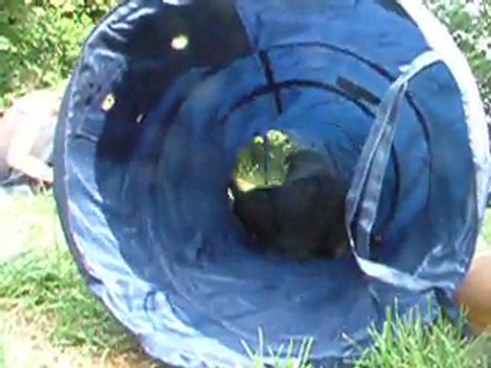 chiots colleys dans le tunnel d agility