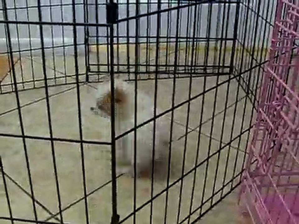 POMERANIAN PUPPIES FOR SALE IN MIAMI, BROWARD.TEL-305.262-7310.  WWW.PUPPIESTOGOINC.COM