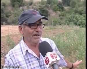 Una manada de jabalíes arrasa sus cosechas