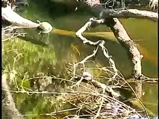 God Only Knows, Vince Castro with Bobby C.