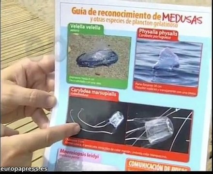 Los bañistas se divierten sin medusas