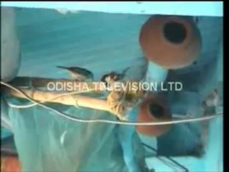 NewsFuse - Save Bird