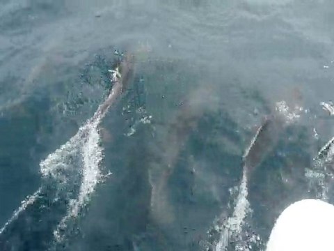 en mer vers Trinidad et Tobago avec les dauphins