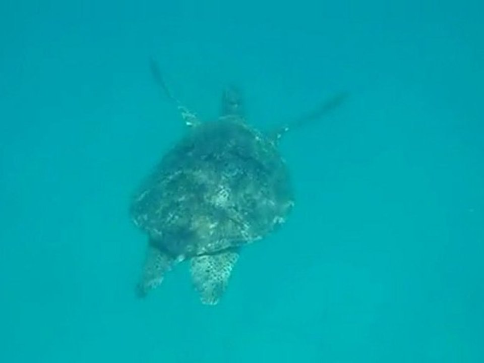 Tortue