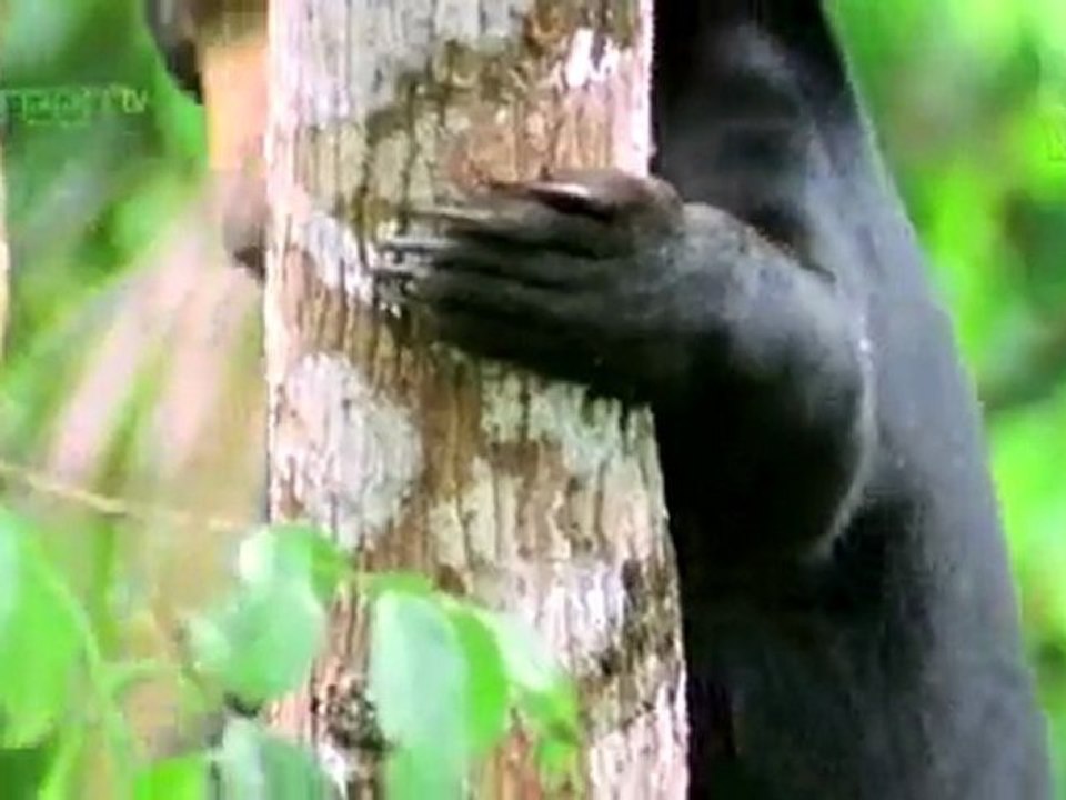 Harapan Rainforest