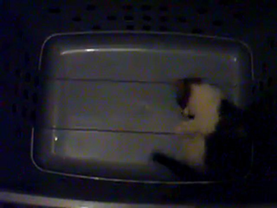 Vanille dans son parc