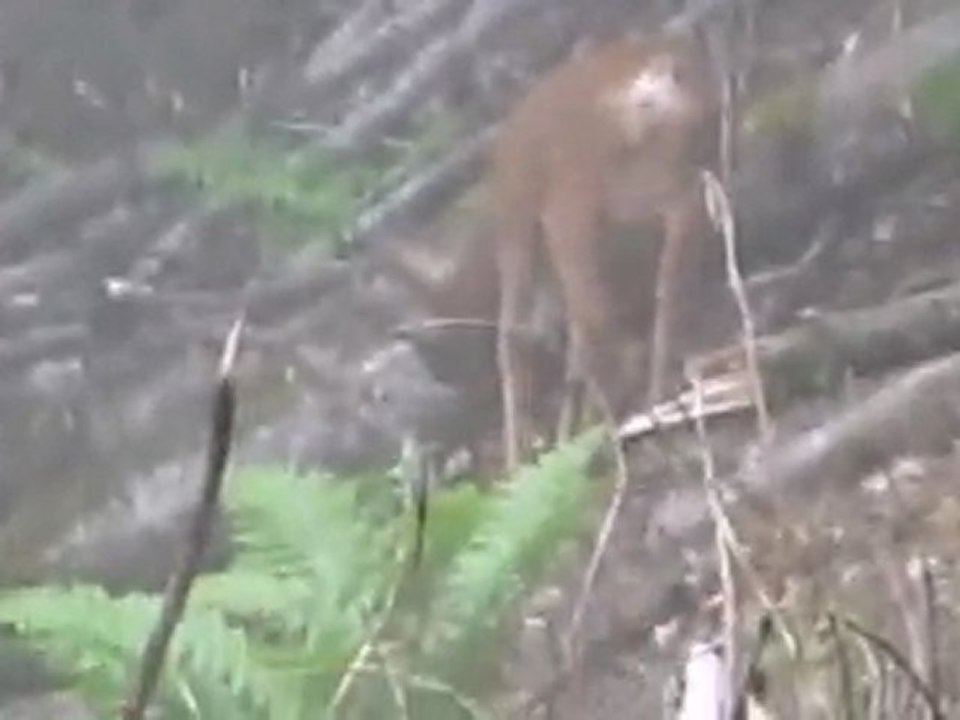 chevrette + chevrillard