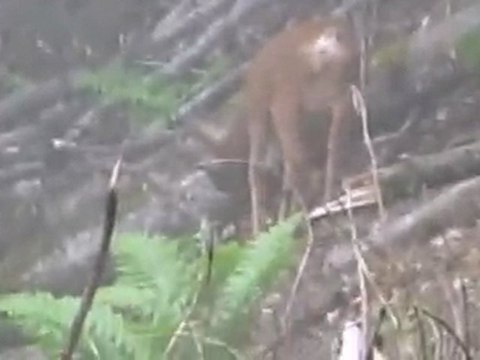 chevrette + chevrillard