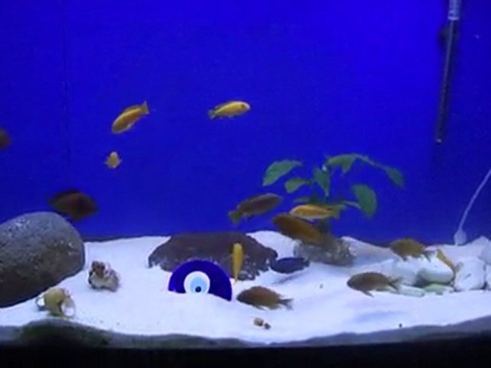 Tropheus Ndole Red & Pseudotropheus Saulosi Tank