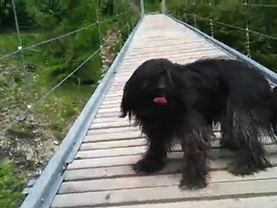Chippie sur le petit pont