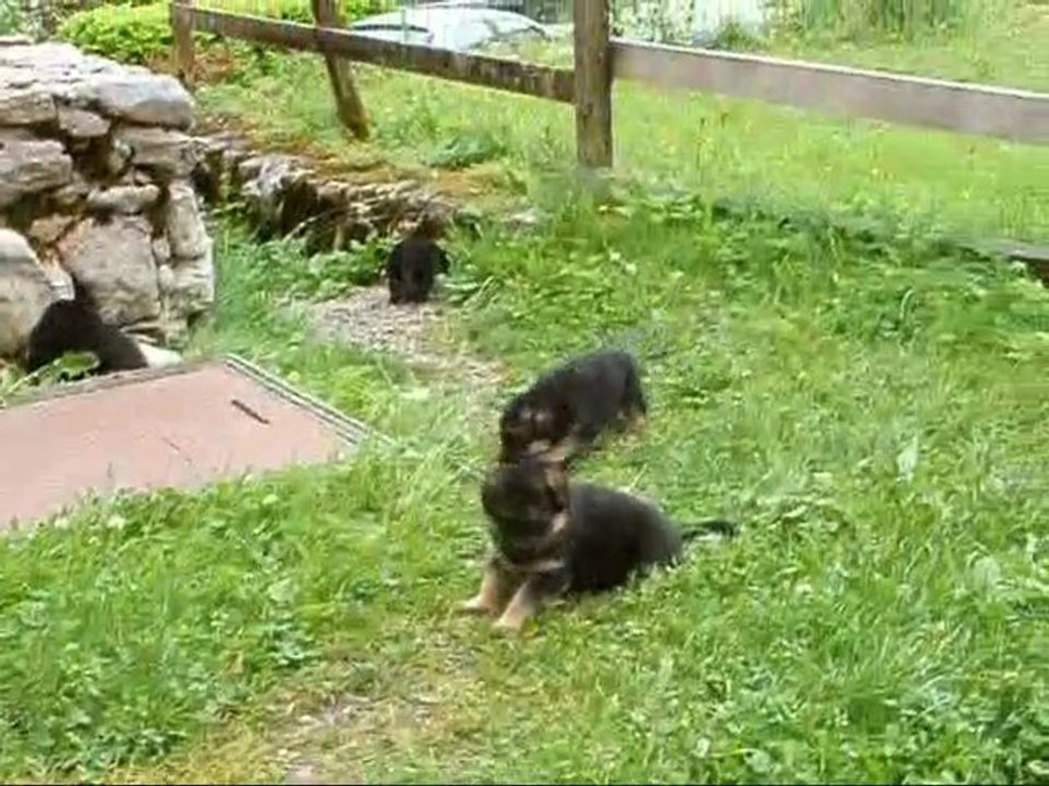Chiots berger allemands LOF le 03 Juin 2011