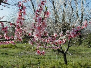 the rose par Patrick Gauthier avec les paroles