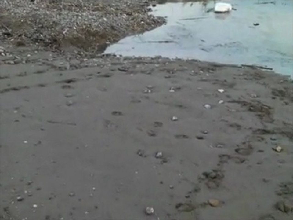 Anamur Trionyx triungis