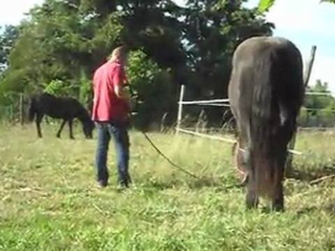 Les poulains Mérens de 2 ans. 31/05/2011. SDC10368