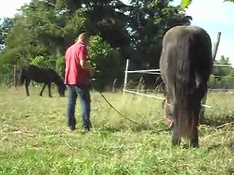 Les poulains Mérens de 2 ans. 31/05/2011. SDC10368