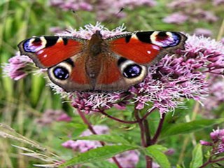 வண்ணவண்ணப் பூச்சி- பிறத்தியாள்VDO