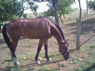 accident fracture bassin juin/11