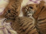 Tiger Triplets Born in Southeast China