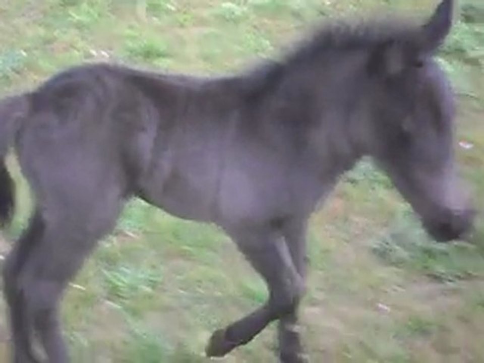 Pouliche Shetland x Mérens de 4 jours.  Blue Night Hyde.