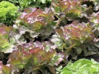 Landscape designer, Napa Valley, green living, gardening organic gardening