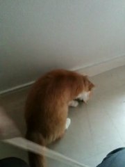 Prosper chasse l'oiseau sauvage