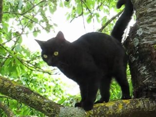 Minou noir dans l'arbre