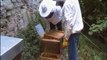 arrivée de deux nouvelles colonies d'abeilles au ruicher du 107 à Paris