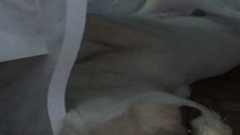 Labrador.Rem sleeps