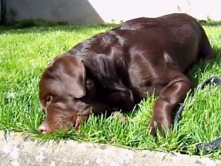 diego mange l'herbe