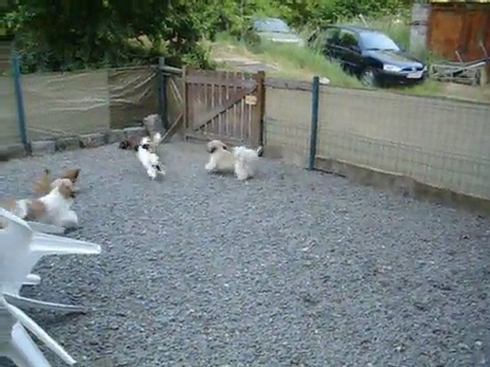 Toute la troupe...Chihuahua & Shih-tzu - Juin 2011