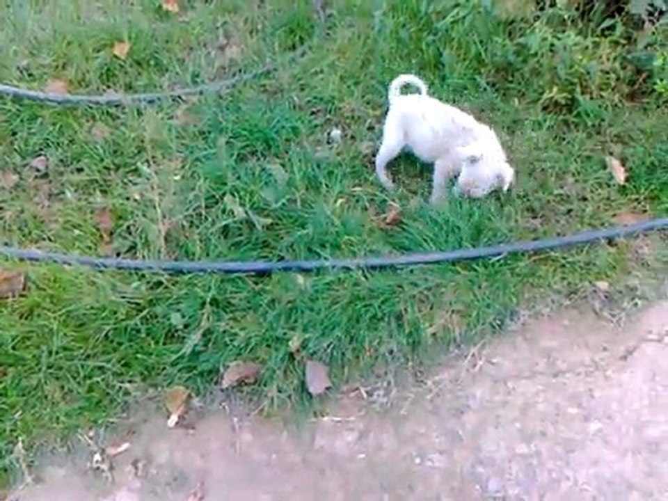 PAMUK 2