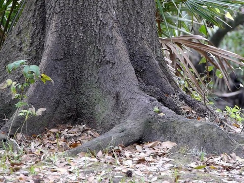 tree rats