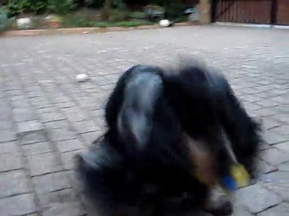 Ebène et son joujou