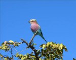 Namibie - Parc d'ETOSHA